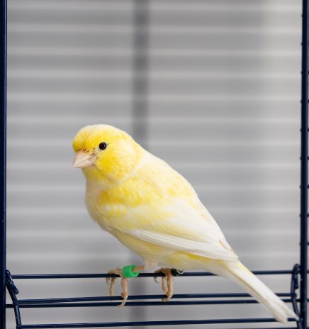 kenari