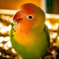 Lovebird