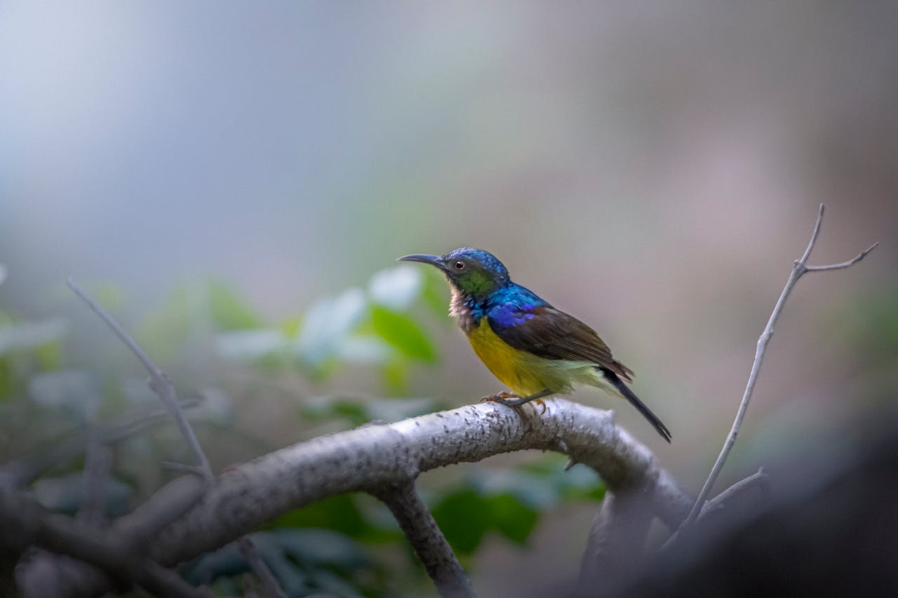 A vibrant brown-throated sunbird perched on a branch amidst lush greenery.