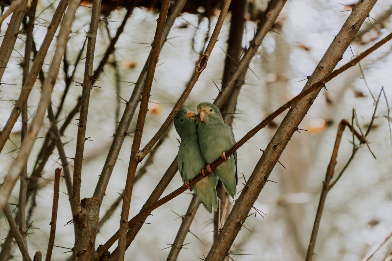 Two green parrotlets perched on thorny branches in Bolívar, Colombia.