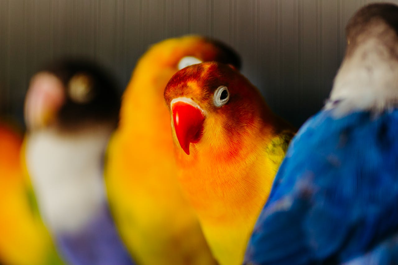 Close-up of colorful Fischer's lovebirds with a natural blurred background, showcasing vivid feathers and uniqueness.