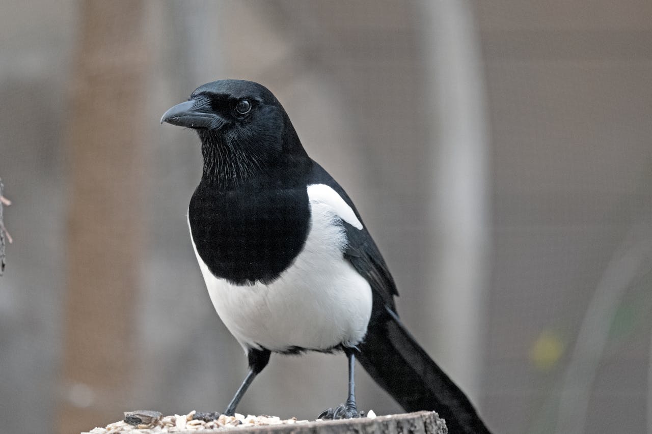 Eurasian magpie perched on a tree stump, captured in nature's vivid detail.