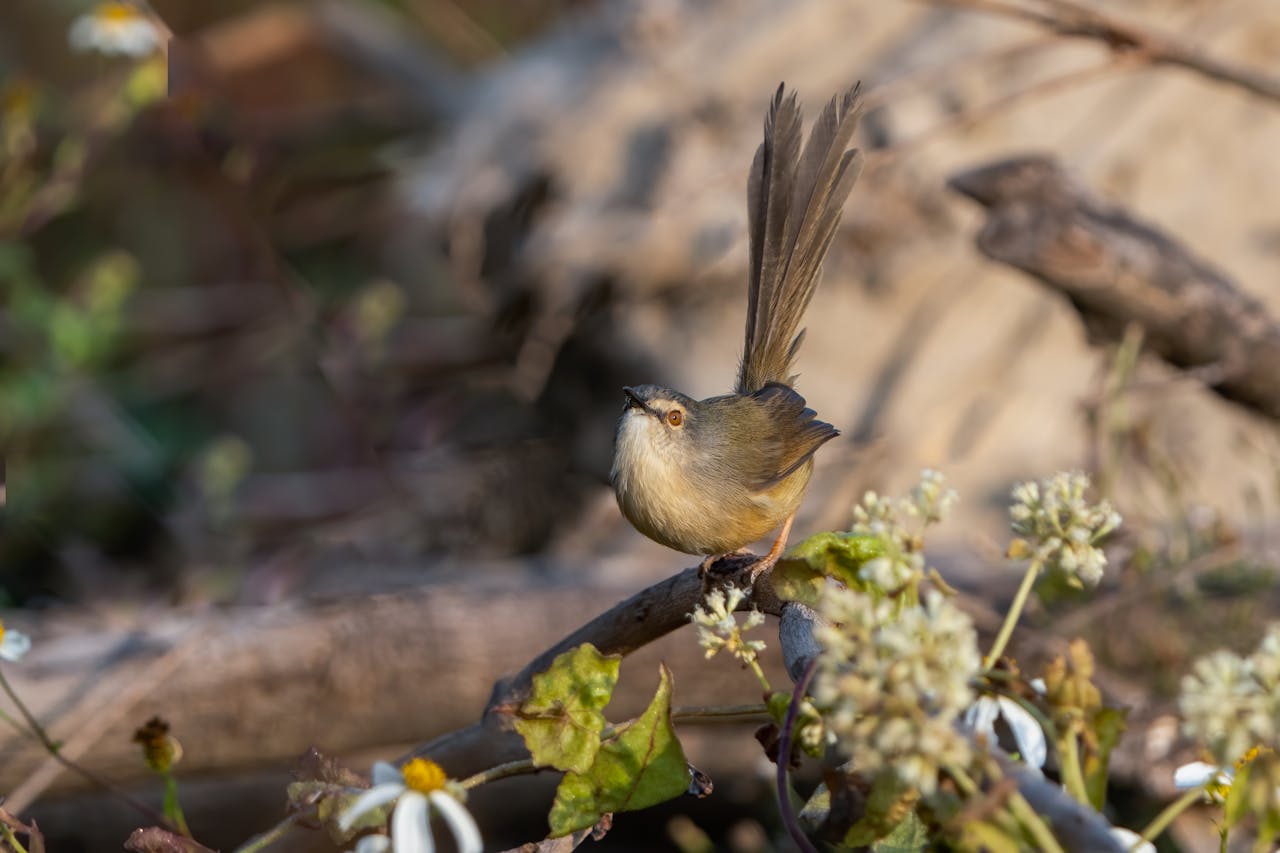 Detailed shot of an Ashy Prinia perched on a branch in its natural habitat.