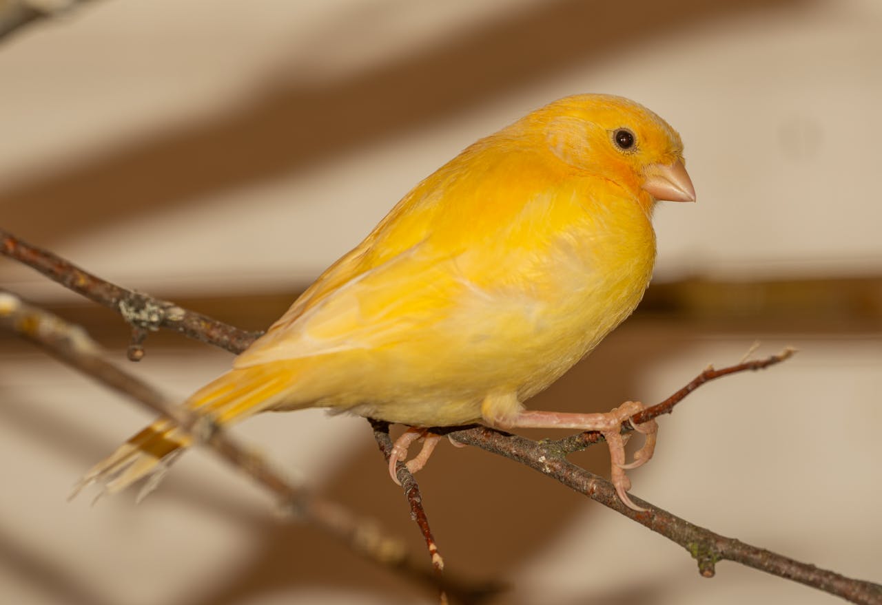 Close-up of a vibrant yellow canary perched on a branch indoors.